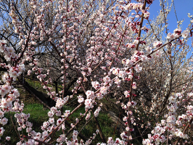 ファイル 145-1.jpg