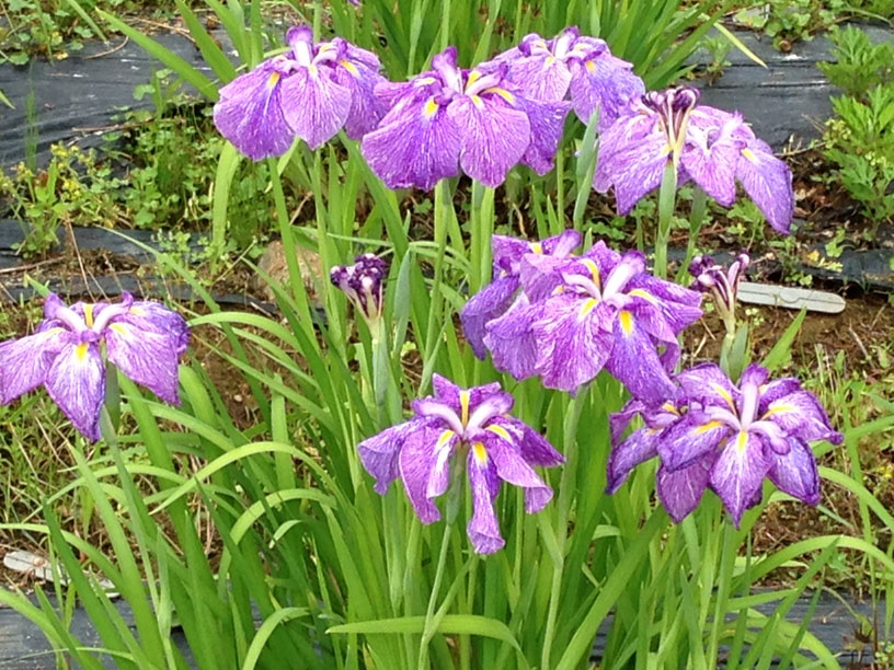 ファイル 205-1.jpg