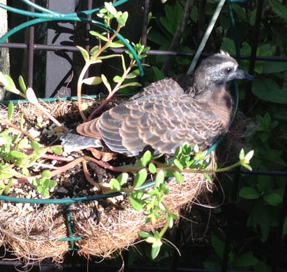 ファイル 21-1.jpg