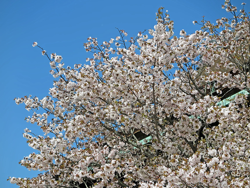 ファイル 275-1.jpg