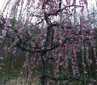 ファイル 323-1.jpg