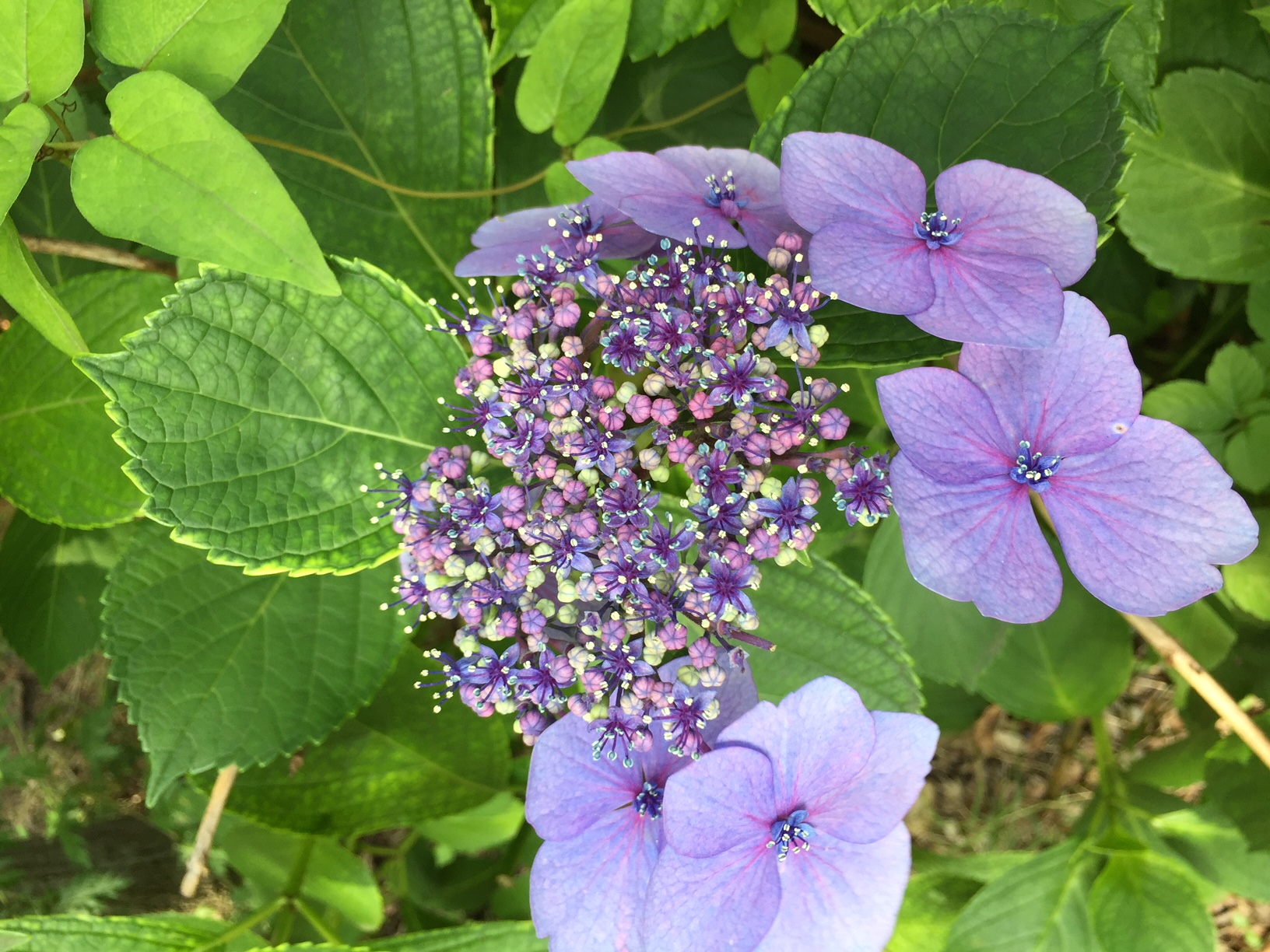 ファイル 425-1.jpg