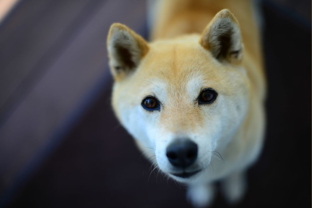 ファイル 45-1.jpg